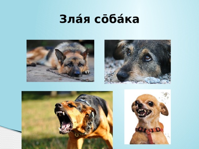 Злáя сōбáка 