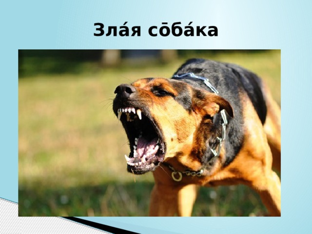 Злáя сōбáка 