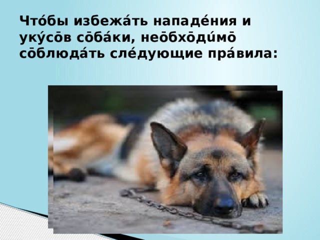 Чтóбы избежáть нападéния и укýсōв сōбáки, неōбхōдúмō сōблюдáть слéдующие прáвила:   
