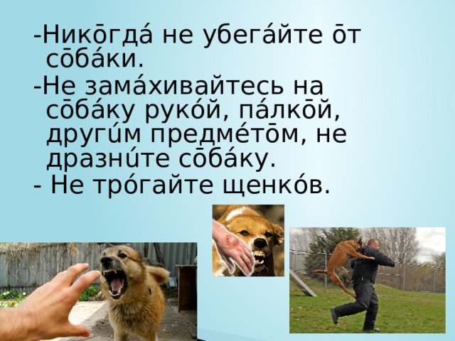 -Никōгдá не убегáйте ōт сōбáки. -Не замáхивайтесь на сōбáку рукóй, пáлкōй, другúм предмéтōм, не дразнúте сōбáку. - Не трóгайте щенкóв. 