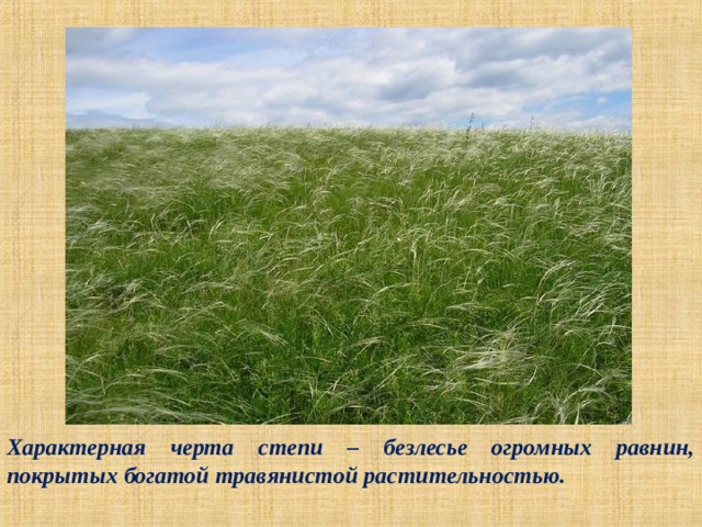 Характерная черта степи – безлесье огромных равнин, покрытых богатой травянистой растительностью. 