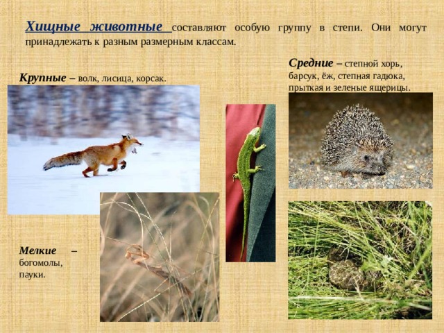 Хищные животные составляют особую группу в степи. Они могут принадлежать к разным размерным классам. Средние  – степной хорь, барсук, ёж, степная гадюка, прыткая и зеленые ящерицы. Крупные  – волк, лисица, корсак. Мелкие – богомолы, пауки. 