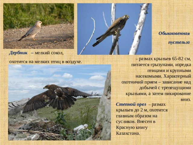 Обыкновенная пустельга – размах крыльев 65-82 см, питается грызунами, изредка птицами и крупными насекомыми. Характерный охотничий прием – зависание над добычей с трепещущими крыльями, а затем пикирование вниз. Дербник – мелкий сокол, охотится на мелких птиц в воздухе. Степной орел  – размах крыльев до 2 м, охотится главным образом на сусликов. Внесен в Красную книгу Казахстана. 