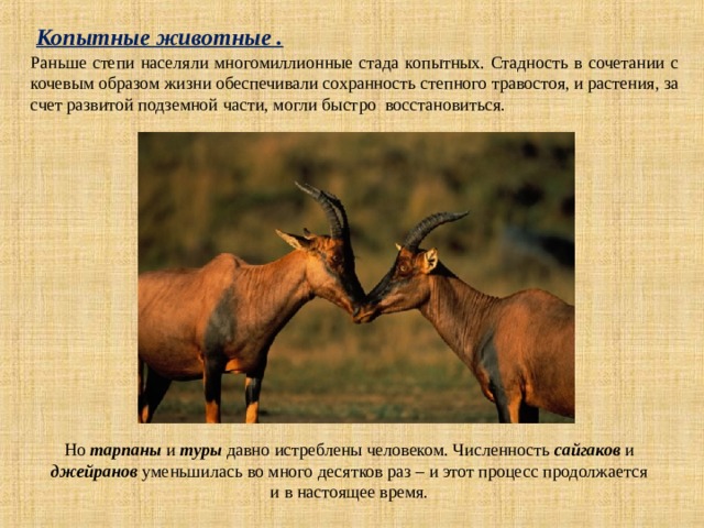 Копытные животные . Раньше степи населяли многомиллионные стада копытных. Стадность в сочетании с кочевым образом жизни обеспечивали сохранность степного травостоя, и растения, за счет развитой подземной части, могли быстро восстановиться. Но тарпаны и туры давно истреблены человеком. Численность сайгаков и джейранов уменьшилась во много десятков раз – и этот процесс продолжается и в настоящее время. 