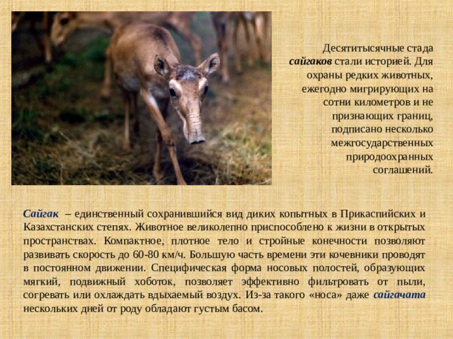 Десятитысячные стада сайгаков стали историей. Для охраны редких животных, ежегодно мигрирующих на сотни километров и не признающих границ, подписано несколько межгосударственных природоохранных соглашений. Сайгак – единственный сохранившийся вид диких копытных в Прикаспийских и Казахстанских степях. Животное великолепно приспособлено к жизни в открытых пространствах. Компактное, плотное тело и стройные конечности позволяют развивать скорость до 60-80 км/ч. Большую часть времени эти кочевники проводят в постоянном движении. Специфическая форма носовых полостей, образующих мягкий, подвижный хоботок, позволяет эффективно фильтровать от пыли, согревать или охлаждать вдыхаемый воздух. Из-за такого «носа» даже сайгачата нескольких дней от роду обладают густым басом. 