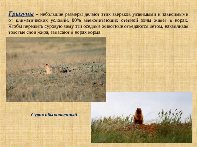 Грызуны  – небольшие размеры делают этих зверьков уязвимыми и зависимыми от климатических условий. 80% млекопитающих степной зоны живет в норах. Чтобы пережить суровую зиму эти оседлые животные отъедаются летом, накапливая толстые слои жира, запасают в норах корма. Сурок обыкновенный 
