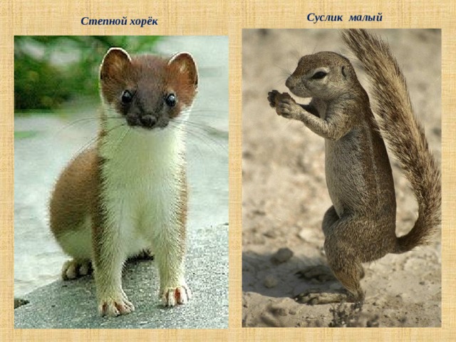 Суслик малый Степной хорёк 