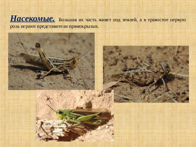 Насекомые. Большая их часть живет под землей, а в травостое первую роль играют представители прямокрылых. 