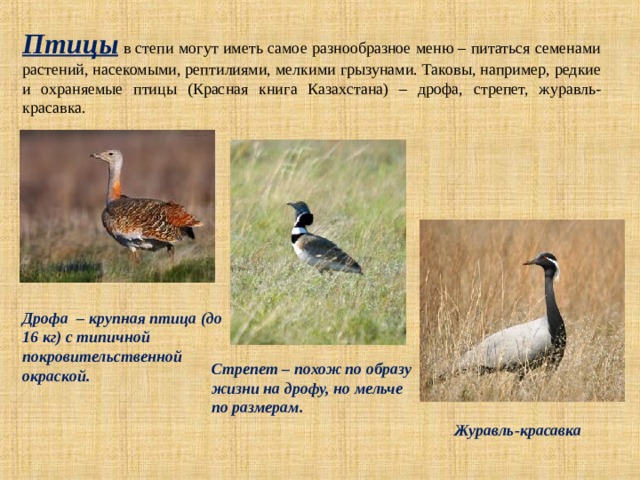 Птицы  в степи могут иметь самое разнообразное меню – питаться семенами растений, насекомыми, рептилиями, мелкими грызунами. Таковы, например, редкие и охраняемые птицы (Красная книга Казахстана) – дрофа, стрепет, журавль-красавка. Дрофа – крупная птица (до 16 кг)  с типичной покровительственной окраской. Стрепет  – похож по образу жизни на дрофу, но мельче по размерам. Журавль-красавка 