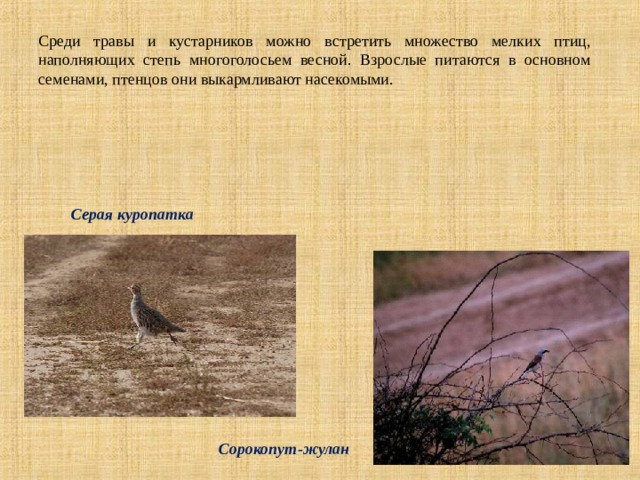 Среди травы и кустарников можно  встретить множество мелких птиц, наполняющих степь многоголосьем весной. Взрослые питаются в основном семенами, птенцов они выкармливают насекомыми. Серая куропатка  Сорокопут-жулан 