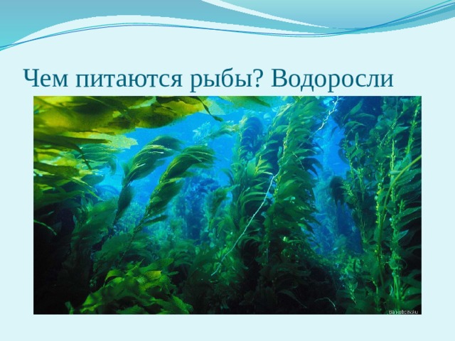 Чем питаются рыбы? Водоросли 