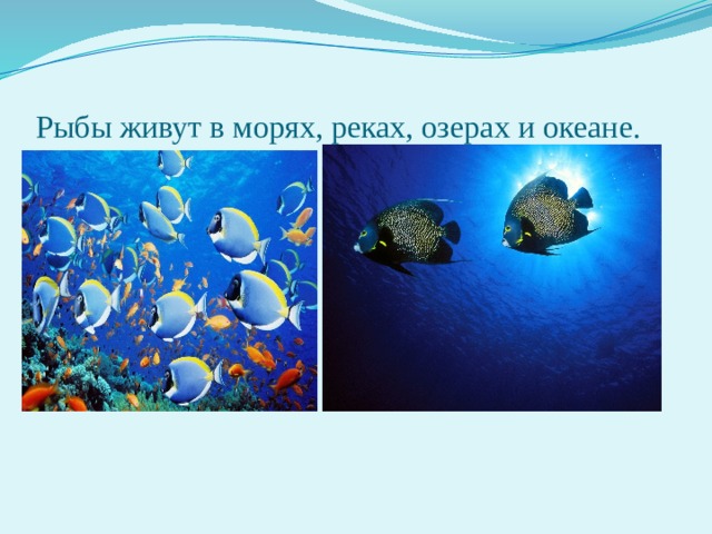 Рыбы живут в морях, реках, озерах и океане. 