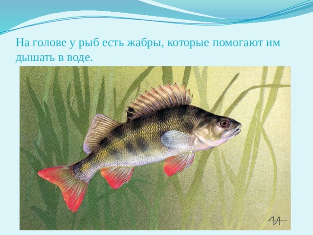 На голове у рыб есть жабры, которые помогают им дышать в воде. 