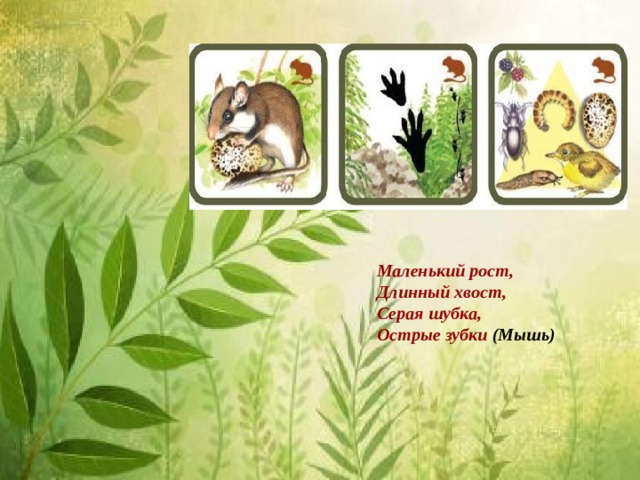 Маленький рост,   Длинный хвост,   Серая шубка,   Острые зубки (Мышь) 