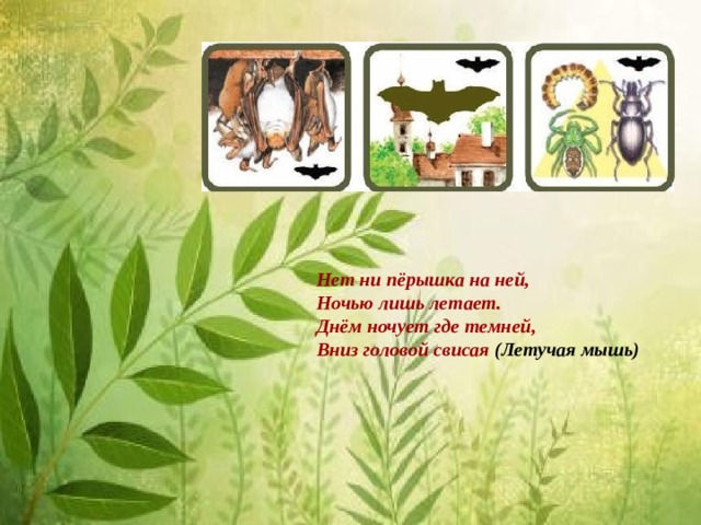 Нет ни пёрышка на ней,   Ночью лишь летает.   Днём ночует где темней,   Вниз головой свисая (Летучая мышь) 