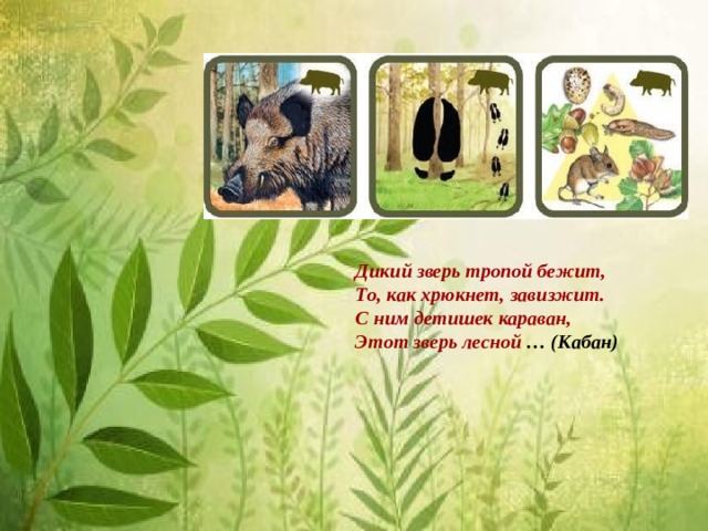 Дикий зверь тропой бежит,  То, как хрюкнет, завизжит.  С ним детишек караван,  Этот зверь лесной … (Кабан)  