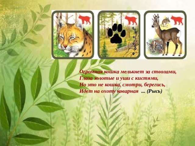Огромная кошка мелькнет за стволами,  Глаза золотые и уши с кистями,  Но это не кошка, смотри, берегись,  Идет на охоту коварная ... (Рысь) 