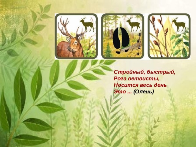 Стройный, быстрый,   Рога ветвисты,   Носится весь день   Это ... (Олень) 