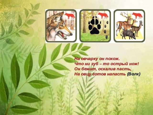 На овчарку он похож.   Что ни зуб – то острый нож!   Он бежит, оскалив пасть,   На овцу готов напасть (Волк) 