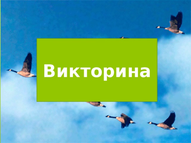 Викторина 