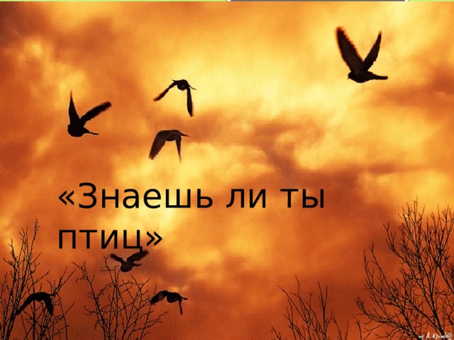 «Знаешь ли ты птиц» 