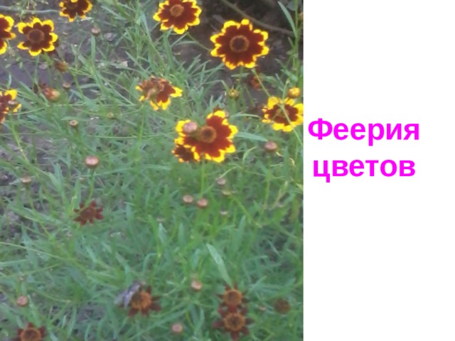 Феерия цветов 