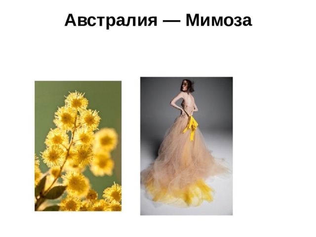 Австралия — Мимоза   