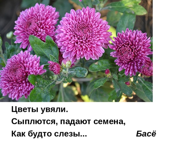 Цветы увяли. Сыплются, падают семена, Как будто слезы... Басё 