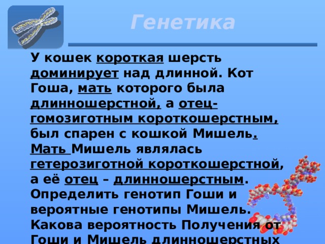 Генетика У кошек короткая шерсть доминирует над длинной. Кот Гоша, мать которого была длинношерстной, а отец-гомозиготным короткошерстным, был спарен с кошкой Мишель . Мать Мишель являлась гетерозиготной короткошерстной , а её отец – длинношерстным . Определить генотип Гоши и вероятные генотипы Мишель. Какова вероятность Получения от Гоши и Мишель длинношерстных котят? 