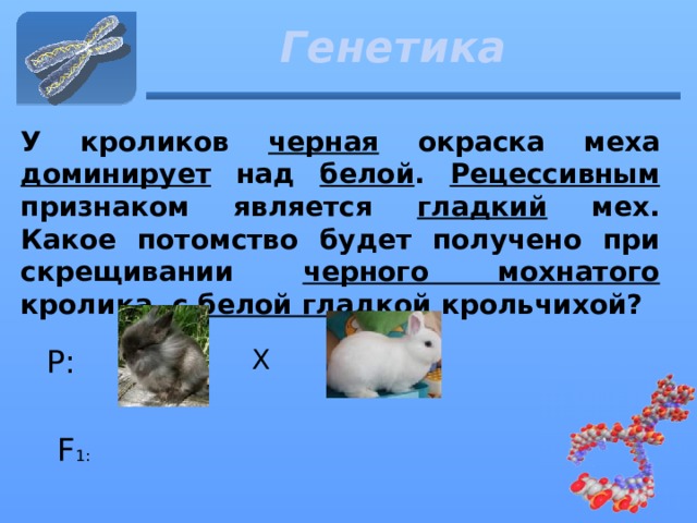 Генетика У кроликов черная окраска меха доминирует над белой . Рецессивным признаком является гладкий мех. Какое потомство будет получено при скрещивании черного мохнатого кролика, с белой гладкой крольчихой? Р: Х F 1: 