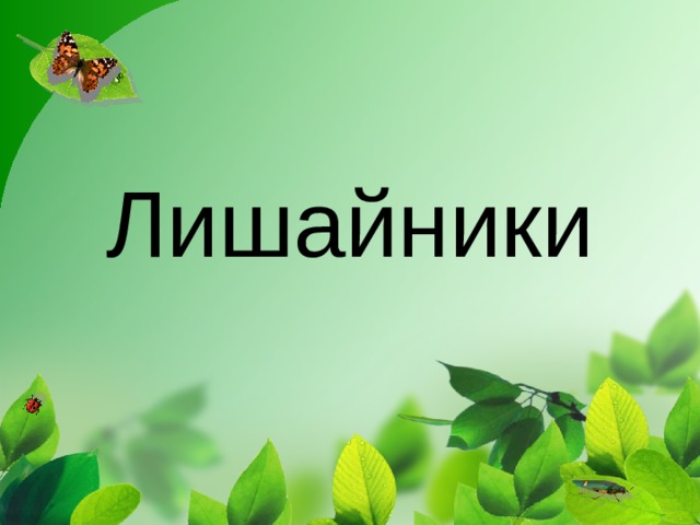 Лишайники 
