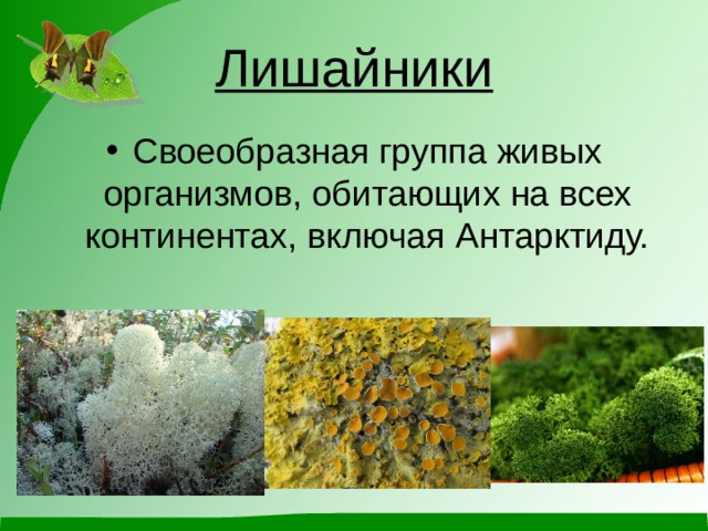 Лишайники Своеобразная группа живых организмов, обитающих на всех континентах, включая Антарктиду.  