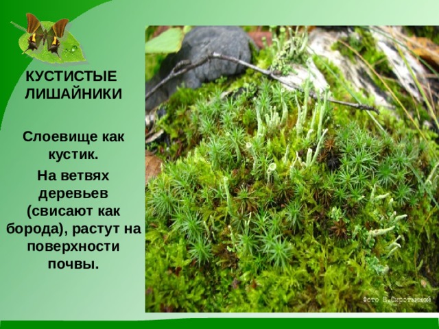 КУСТИСТЫЕ ЛИШАЙНИКИ  Слоевище как кустик. На ветвях деревьев (свисают как борода), растут на поверхности почвы.  