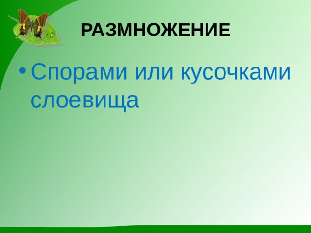 РАЗМНОЖЕНИЕ Спорами или кусочками слоевища  