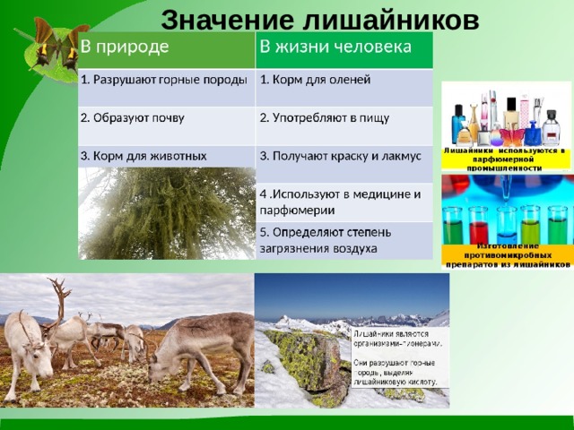 Значение лишайников 