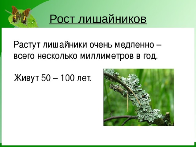 Рост лишайников 