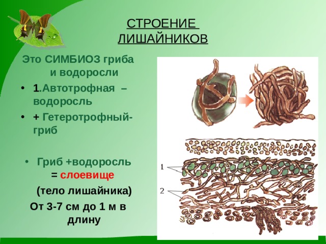 СТРОЕНИЕ  ЛИШАЙНИКОВ Это СИМБИОЗ гриба и водоросли 1 .Автотрофная – водоросль + Гетеротрофный- гриб  Гриб +водоросль = слоевище  (тело лишайника) От 3-7 см до 1 м в длину   