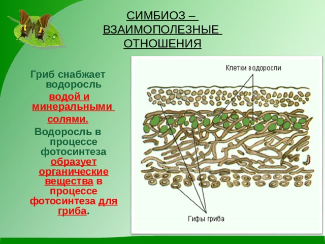 СИМБИОЗ –  ВЗАИМОПОЛЕЗНЫЕ  ОТНОШЕНИЯ Гриб снабжает водоросль  водой и минеральными солями. Водоросль в процессе фотосинтеза образует органические вещества в процессе фотосинтеза для гриба .  