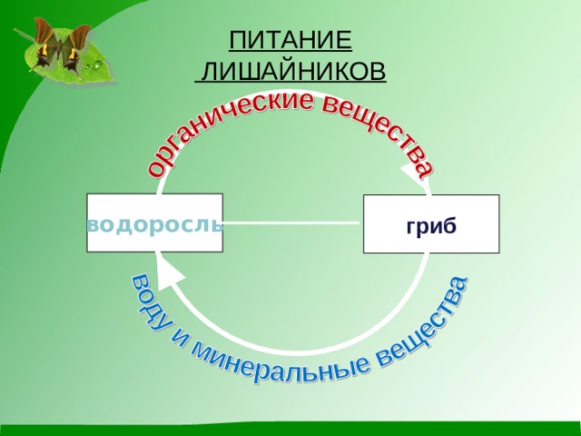 ПИТАНИЕ  ЛИШАЙНИКОВ водоросль гриб  