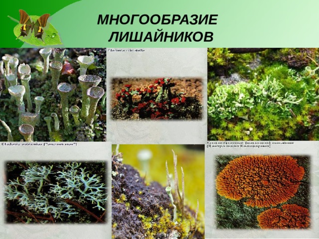   МНОГООБРАЗИЕ  ЛИШАЙНИКОВ     