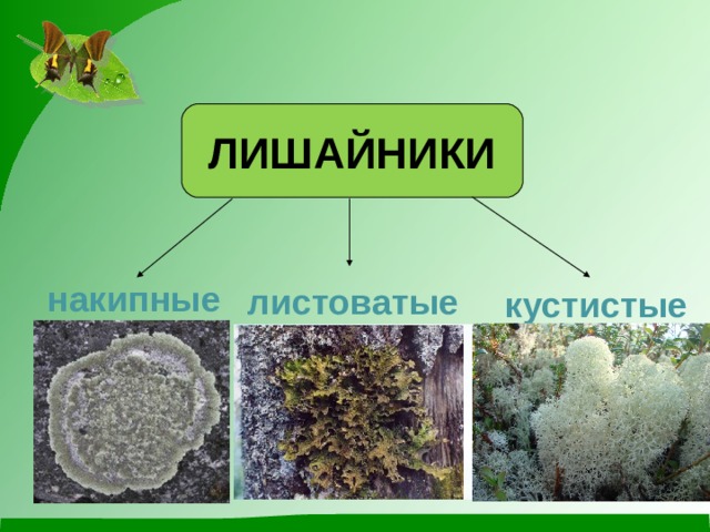 ЛИШАЙНИКИ накипные листоватые кустистые  