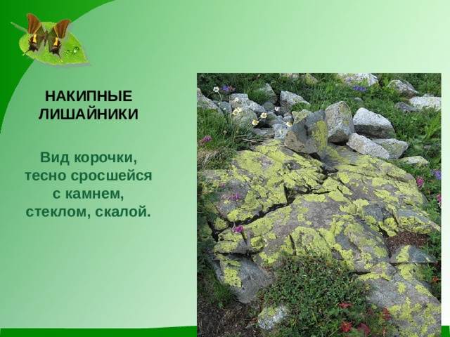 НАКИПНЫЕ ЛИШАЙНИКИ  Вид корочки, тесно сросшейся с камнем, стеклом, скалой.  