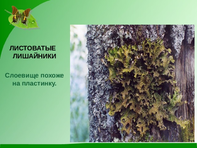 ЛИСТОВАТЫЕ ЛИШАЙНИКИ  Слоевище похоже на пластинку.  