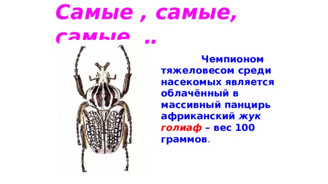 Самые , самые, самые …  Чемпионом тяжеловесом среди насекомых является облачённый в массивный панцирь африканский жук голиаф – вес 100 граммов . 