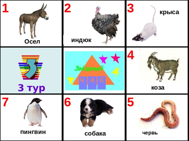 1 2 3 7 4 6 5  крыса   индюк  Осел 3  тур  коза  пингвин   собака  червь 