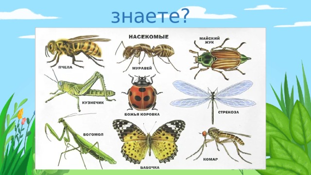 Каких насекомых вы знаете? 
