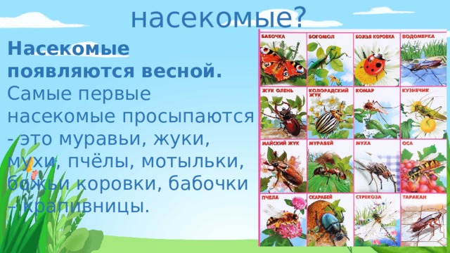 Когда появляются насекомые? Насекомые появляются весной. Самые первые насекомые просыпаются - это муравьи, жуки, мухи, пчёлы, мотыльки, божьи коровки, бабочки – крапивницы. 