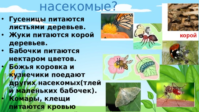 Чем питаются насекомые? Гусеницы питаются листьями деревьев. Жуки питаются корой деревьев. Бабочки питаются нектаром цветов. Божья коровка и кузнечики поедают других насекомых(тлей и маленьких бабочек). Комары, клещи питаются кровью животных, людей. Пчелы, осы, шмели питаются пыльцой цветов . 