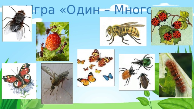 Игра «Один – Много» 