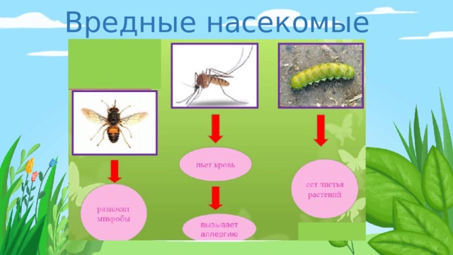 Вредные насекомые 